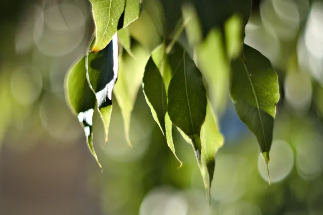 Zenith Helios-77M-4 50mm f1.8 VOMZ (M42) - 00001284.webp