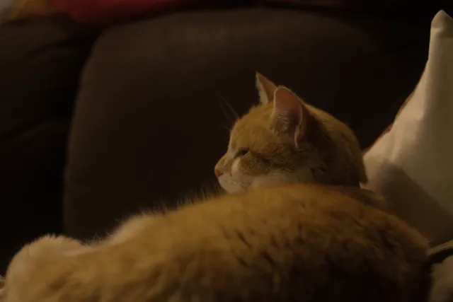 P.Angenieux Paris F.100mm.(M42) - 00001491.webp