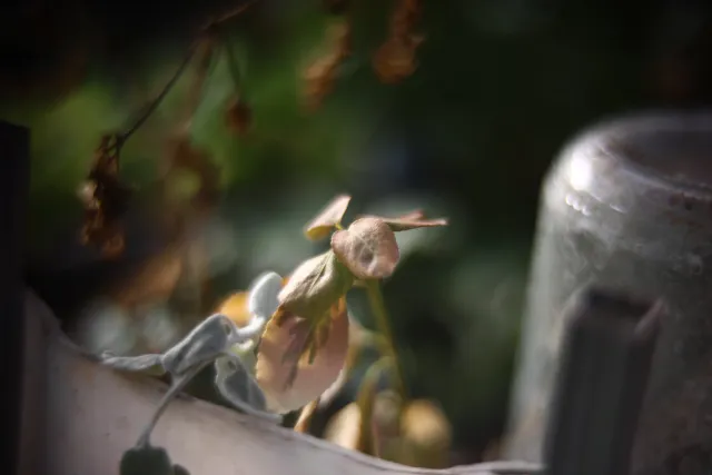 KOWA SUPER PROMINAR-16 50mm f1.2 Eiki 16mm (DIY) - 00002035.webp