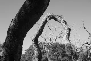 Carl Zeiss Jena DDR Pancolar Electric 50mm f1.8 (M42) - 00003625.webp