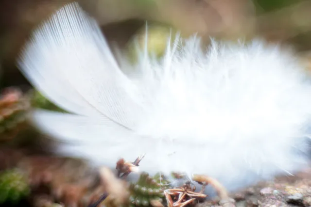 Fujinon 55mm f2.2 (M42) - 00005090.webp