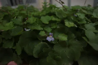 Carl Zeiss Flektogon f4 20mm (m42).md - 00003269.webp