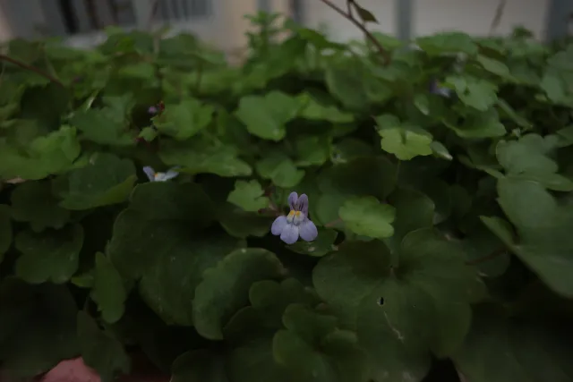 Carl Zeiss Flektogon f4 20mm (m42).md - 00003269.webp