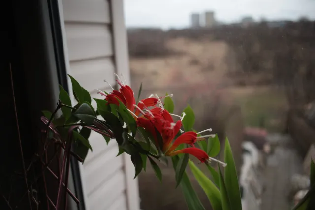 Minolta MC W.Rokkor-SI 28mm f2.5 (Minolta MD) - 00005031.webp