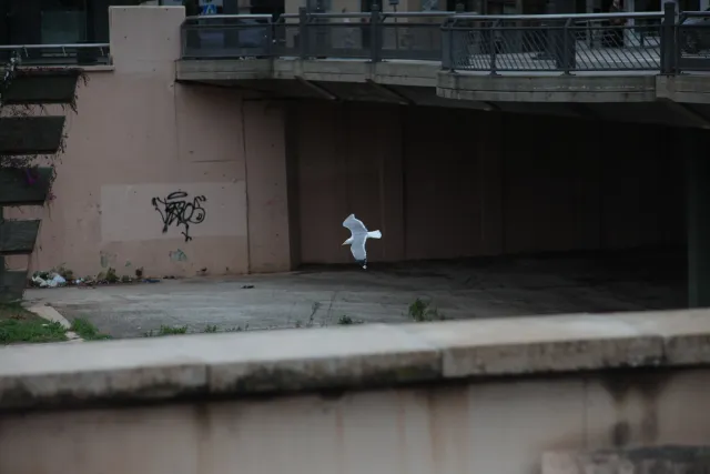 Osawa 135mm f2.8 (Minolta MD) - 00002886.webp