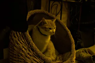 Pallas Auto 28mm f2.8 (M42) - 00001638.webp