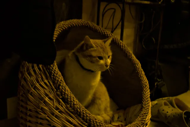 Pallas Auto 28mm f2.8 (M42) - 00001638.webp