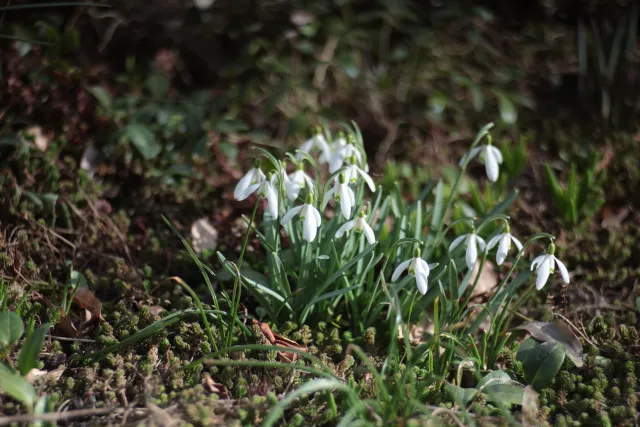 Meyer-Optik Görlitz Orestor 100mm f2.8 (EXA) - 00005143.webp