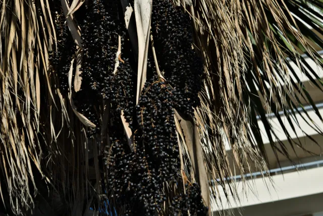 Industar-50-2 50mm f3.5 (M42) - 00000163.webp