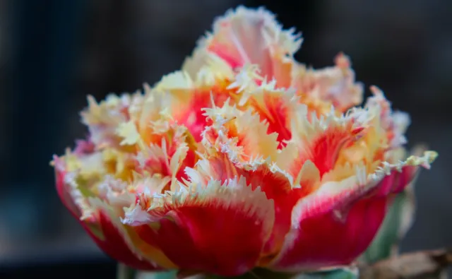 Formula 5 Gold Crown Macro Zoom 60-150mm f4 MC (M42) - 00005023.webp