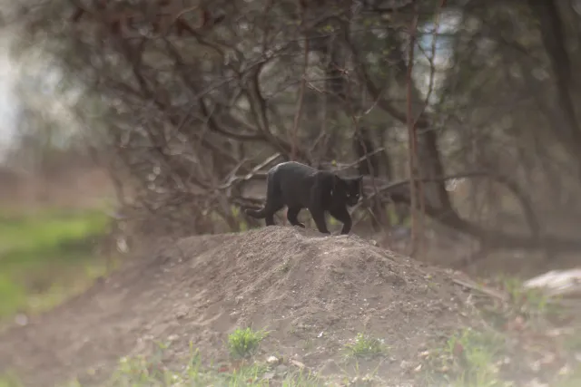 Helios 100mm f2 Mini Cyclop (M42) - z noktowizora - 00005679.webp