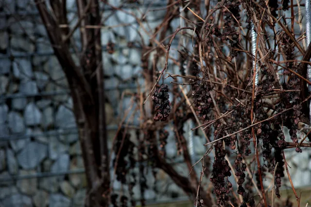 Carl Zeiss Jena DDR MC Sonnar 135mm f3.5 (M42) - 00005161.webp