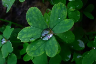 Carl Zeiss Jena DDR Pancolar Electric 50mm f1.8 (M42) - 00004483.webp