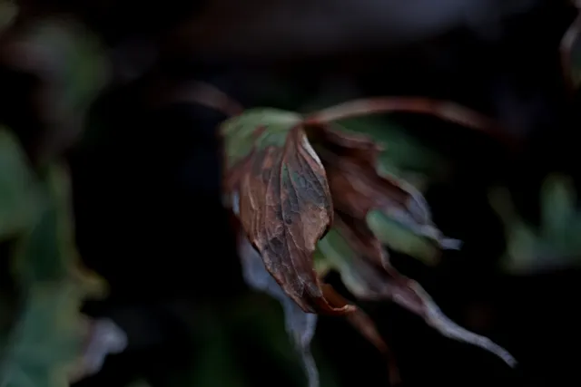 Kilfitt Makro-Kilar D f2.8 40mm (EXA) - 00005304.webp