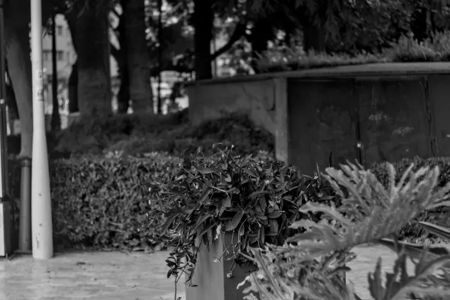 Zenith Helios-77M-4 50mm f1.8 VOMZ (M42) - 00000479.webp