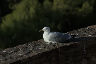 Tamron 28-300mm F3.5-6.3 (EF) - 00001206.webp