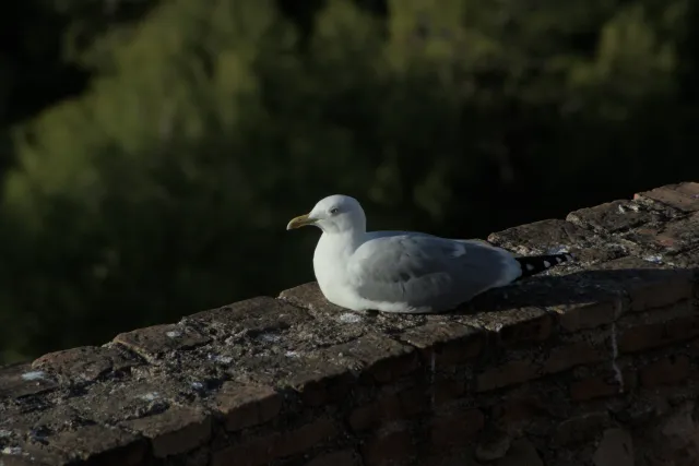 Tamron 28-300mm F3.5-6.3 (EF) - 00001206.webp