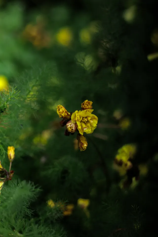 Carl Zeiss Jena DDR Pancolar Electric 50mm f1.8 (M42) - 00004471.webp