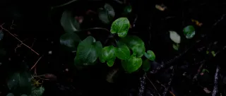 Carl Zeiss Jena DDR Pancolar Electric 50mm f1.8 (M42) - 00004475.webp