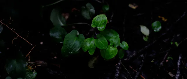 Carl Zeiss Jena DDR Pancolar Electric 50mm f1.8 (M42) - 00004475.webp