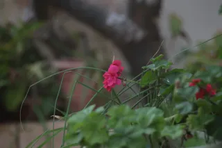 Tair-11A 135mm f2.8 (M42) - 00003313.webp