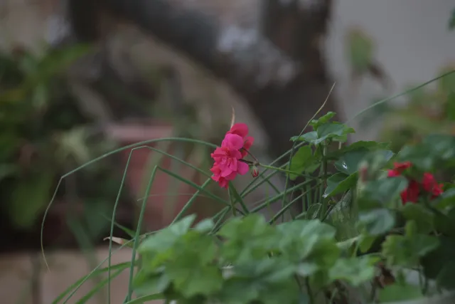 Tair-11A 135mm f2.8 (M42) - 00003313.webp