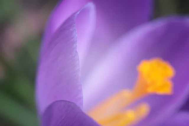 Carl Zeiss Jena Tessar 50mm f2.8 (M42) - 00005099.webp