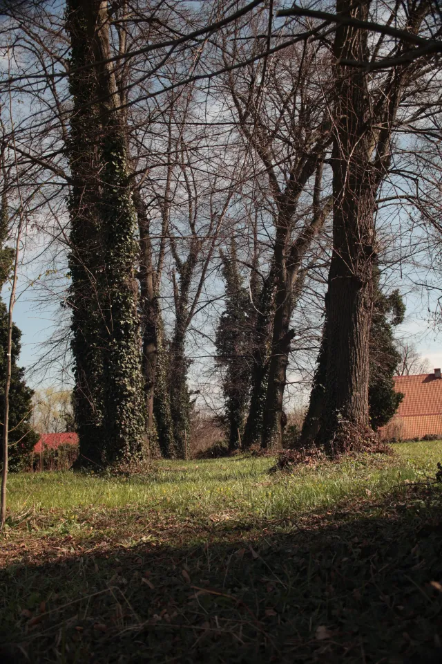 Vivitar Series 1 28-105mm f2.8-3.8 VMC Macro (Olympus OM) - 00005536.webp