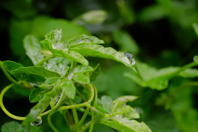 Carl Zeiss Jena DDR Pancolar Electric 50mm f1.8 (M42) - 00004488.webp