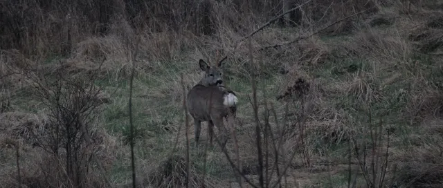 Sigma 400mm f5.6 APO (Nikon AF) - 00005494.webp