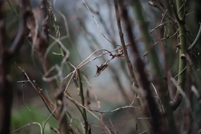 Yashica Lens DSB 55mm f2 (CY) - 00005221.webp