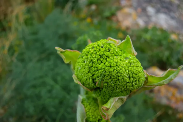 Carl Zeiss Flektogon f4 20mm (m42).md - 00004494.webp