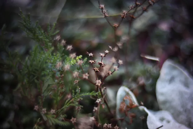 KOWA SUPER PROMINAR-16 50mm f1.2 Eiki 16mm (DIY) - 00002070.webp