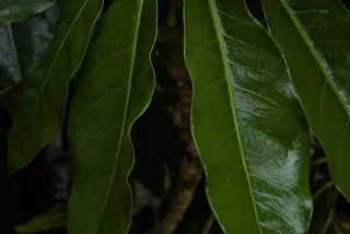 Meyer-Optik Görlitz Primagon 35mm f4.5 (M42) - 00001118.webp