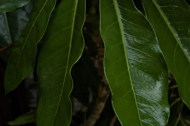 Meyer-Optik Görlitz Primagon 35mm f4.5 (M42) - 00001118.webp