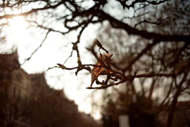 Minolta MC W.Rokkor-SI 28mm f2.5 (Minolta MD) - 00005236.webp