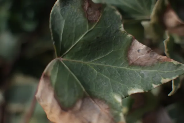 Canon Macro Lens FD 50mm f3.5 S.S.C. (FD) - 00005624.webp