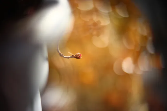 KOWA SUPER PROMINAR-16 50mm f1.2 Eiki 16mm (DIY) - 00002083.webp