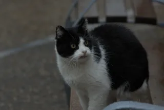 Tamron 28-300mm F3.5-6.3 (EF) - 00001443.webp