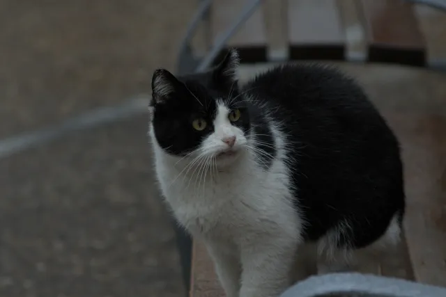 Tamron 28-300mm F3.5-6.3 (EF) - 00001443.webp