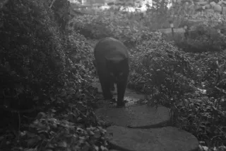 PZO Janpol Color 80mm f5.6 (M42) - 00001932.webp