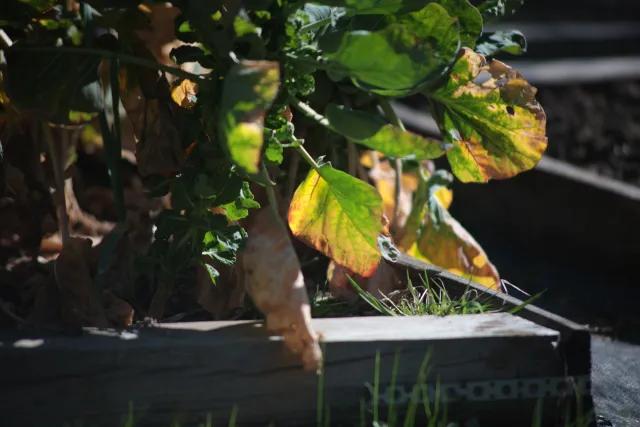 Vivitar Series 1 70-210mm f3.5 VMC V2 (Olympus OM) - 00005566.webp