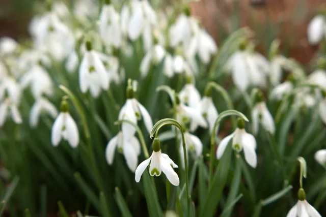 Formula 5 Gold Crown Macro Zoom 60-150mm f4 MC (M42) - 00005022.webp