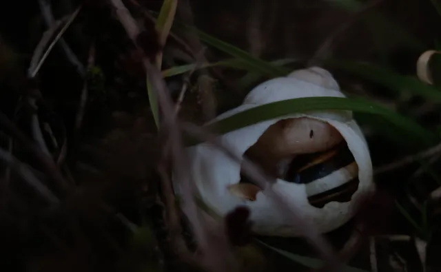 Kilfitt Makro-Kilar D f2.8 40mm (EXA) - 00004885.webp