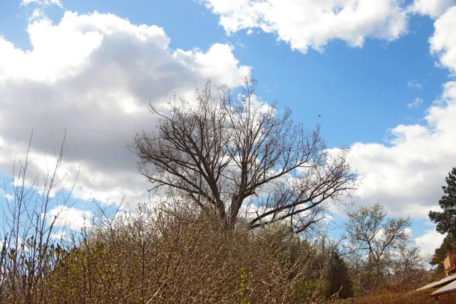 SMC Pentax 45-125mm f4 (Pentax-K) - 00005696.webp