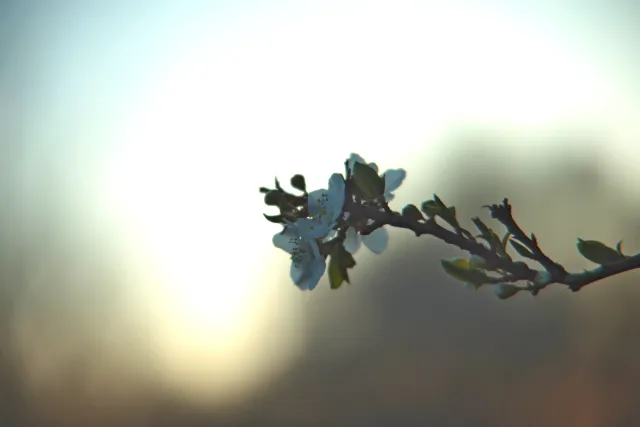 Vivitar 28-85mm f3.5-4.5 MC Macro Focusing Zoom (Olympus OM) - 00005465.webp