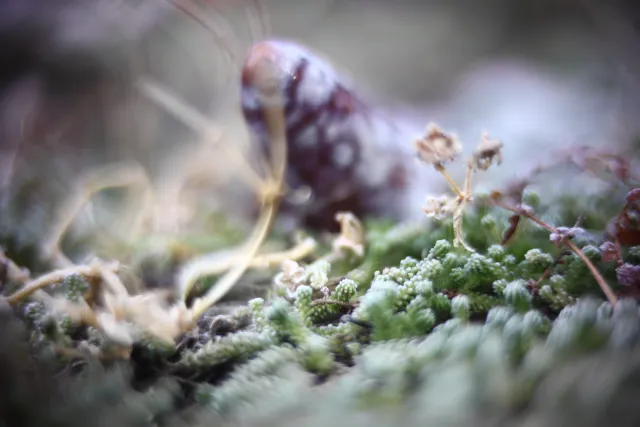 KOWA SUPER PROMINAR-16 50mm f1.2 Eiki 16mm (DIY) - 00001963.webp