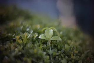 KOWA SUPER PROMINAR-16 50mm f1.2 Eiki 16mm (DIY) - 00001956.webp