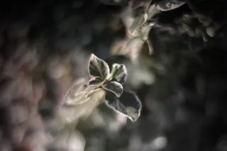 KOWA SUPER PROMINAR-16 50mm f1.2 Eiki 16mm (DIY) - 00001954.webp