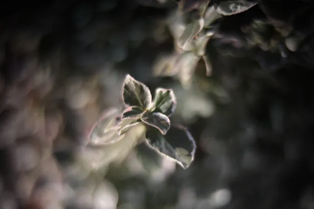 KOWA SUPER PROMINAR-16 50mm f1.2 Eiki 16mm (DIY) - 00001954.webp